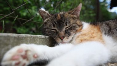 Kedi ısıtılmış fayansların üzerine yayıldı yavaşça gözlerini kapattı ve sıcak güneşte dinlendi. Dinleniyor, uyuyor ve dinleniyor. Bir evcil hayvanın yaşam tarzı. 4k video