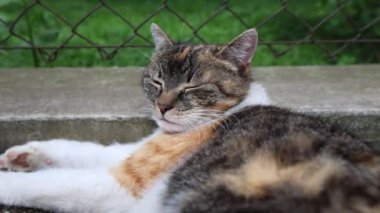 Kedi ısıtılmış fayansların üzerine yayıldı yavaşça gözlerini kapattı ve sıcak güneşte dinlendi. Dinleniyor, uyuyor ve dinleniyor. Bir evcil hayvanın yaşam tarzı. 4k video