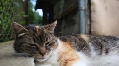 Kedi ısıtılmış fayansların üzerine yayıldı yavaşça gözlerini kapattı ve sıcak güneşte dinlendi. Dinleniyor, uyuyor ve dinleniyor. Bir evcil hayvanın yaşam tarzı. 4k video