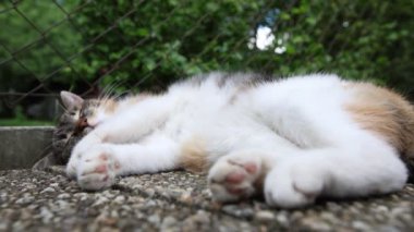 Kedi ısıtılmış fayansların üzerine yayıldı yavaşça gözlerini kapattı ve sıcak güneşte dinlendi. Dinleniyor, uyuyor ve dinleniyor. Bir evcil hayvanın yaşam tarzı. 4k video