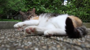Kedi ısıtılmış fayansların üzerine yayıldı yavaşça gözlerini kapattı ve sıcak güneşte dinlendi. Dinleniyor, uyuyor ve dinleniyor. Bir evcil hayvanın yaşam tarzı. 4k video