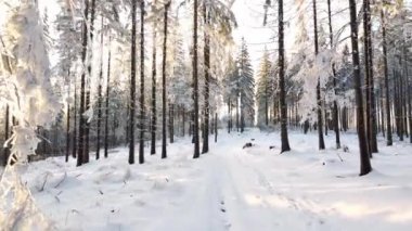Çek Cumhuriyeti 'nin Beskydy dağlarında kar ormanları kış aylarında gün batımına kadar aydınlanır. 4k video