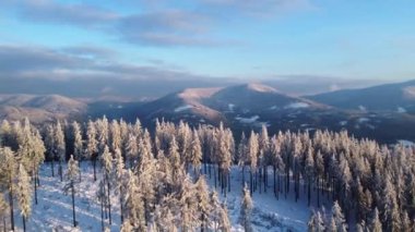 Çek Cumhuriyeti 'nin Beskydy dağlarında kar ormanları kış aylarında gün batımına kadar aydınlanır. 4k video