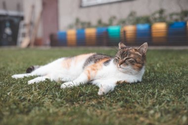 Relaxed calico cat basking in the sun on a grassy lawn, offering a serene and content expression, with vibrant colors contrasting against a lush green background. clipart