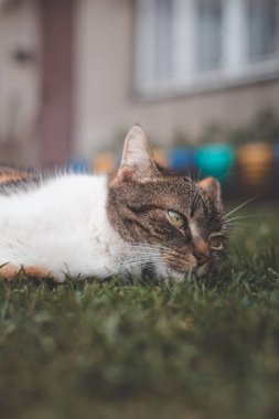 Çimenli bir çimenlikte güneşlenen gevşek bir kedi, canlı renklerle, yemyeşil bir arka plana zıt, huzurlu ve içerik bir ifade sunuyor.