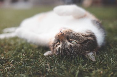 Sevimli tekir kedi çimlerin üzerinde baş aşağı uzanmış, meraklı ve dost canlısı bir ifadeyle kameraya bakıyor, evcil hayvanların neşesini yakalamak için mükemmel..