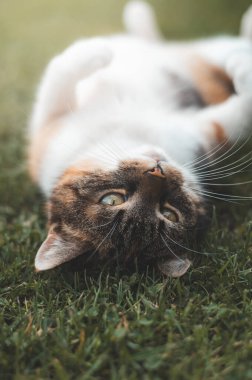 Sevimli tekir kedi çimlerin üzerinde baş aşağı uzanmış, meraklı ve dost canlısı bir ifadeyle kameraya bakıyor, evcil hayvanların neşesini yakalamak için mükemmel..