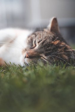 Close-up of a relaxed cat lying on soft green grass, peacefully resting with half-closed eyes, capturing a moment of tranquility and calm in natural surroundings. clipart