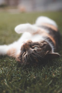Sevimli tekir kedi çimlerin üzerinde baş aşağı uzanmış, meraklı ve dost canlısı bir ifadeyle kameraya bakıyor, evcil hayvanların neşesini yakalamak için mükemmel..