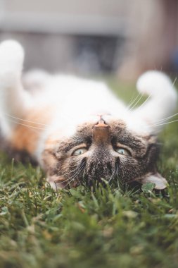 Sevimli tekir kedi çimlerin üzerinde baş aşağı uzanmış, meraklı ve dost canlısı bir ifadeyle kameraya bakıyor, evcil hayvanların neşesini yakalamak için mükemmel..