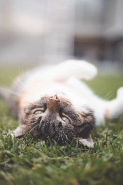 Sevimli tekir kedi çimlerin üzerinde baş aşağı uzanmış, meraklı ve dost canlısı bir ifadeyle kameraya bakıyor, evcil hayvanların neşesini yakalamak için mükemmel..
