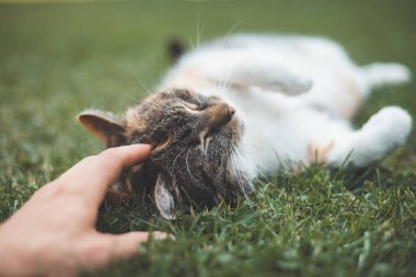 Huzurlu tekir kedi, yemyeşil çimenlerde sırt üstü uzanıyor. Gözleri, nazikçe başını okşayan bir el gibi kapalı. Hayvan severler ve kedi temalı dekorlar için mükemmel..