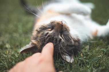 Huzurlu tekir kedi, yemyeşil çimenlerde sırt üstü uzanıyor. Gözleri, nazikçe başını okşayan bir el gibi kapalı. Hayvan severler ve kedi temalı dekorlar için mükemmel..