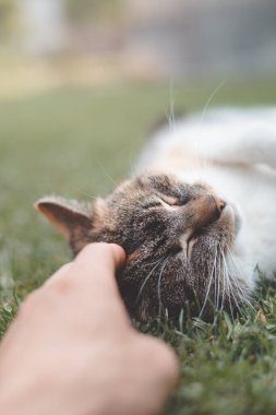 Huzurlu tekir kedi, yemyeşil çimenlerde sırt üstü uzanıyor. Gözleri, nazikçe başını okşayan bir el gibi kapalı. Hayvan severler ve kedi temalı dekorlar için mükemmel..