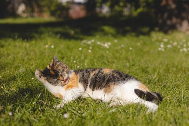Neşeli yavru kedi güneşli bir günün tadını çıkarır. Pençesini çimenli bir tarlada tımar eder. Kaygısız ve sıcak bir açık hava anını yakalar..