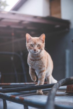 Confident ginger cat stands atop an industrial water tank, appearing both bold and regal, capturing the adventurous spirit and independence of outdoor felines. clipart