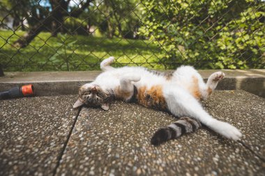 Serene calico cat peacefully naps on a pebble surface, with its paws extended and eyes closed, enjoying a calm outdoor moment. Great for showing the tranquility of pets. clipart