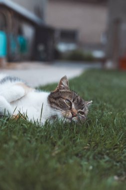 Serene Calico kedisi yeşil çimenlerin üzerinde dinleniyor, dışarıda huzurlu bir anın tadını çıkarıyor. Doğadaki kedi yaşamının doğal sakinliğini ve güzelliğini göstermek için idealdir..