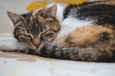 Uykucu yavru kedi rahat bir şekilde kıvrılır, başını kuyruğuna koyar ve açık havada mükemmel bir uyku çeker. Kedi yaşamının sıcaklığını ve rahatlığını vurgulamak için ideal..