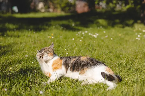 Neşeli yavru kedi güneşli bir günün tadını çıkarır. Pençesini çimenli bir tarlada tımar eder. Kaygısız ve sıcak bir açık hava anını yakalar..