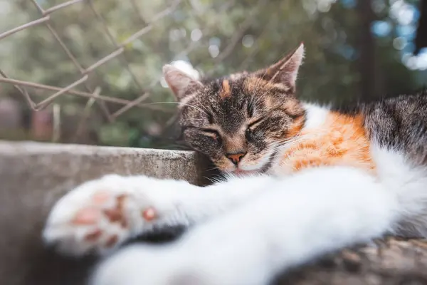 stock image Close-up of a calico cat resting on a wooden surface next to a chain-link fence, its eyes gently closed, embodying pure contentment and relaxation. 