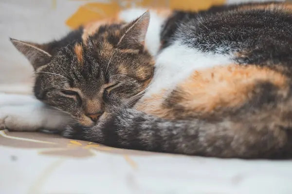 Stock image Sleepy calico cat curls up comfortably, resting its head on its tail, capturing the perfect cozy outdoor nap. Ideal for highlighting the warmth and relaxation of feline life.