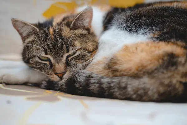 stock image Sleepy calico cat curls up comfortably, resting its head on its tail, capturing the perfect cozy outdoor nap. Ideal for highlighting the warmth and relaxation of feline life.