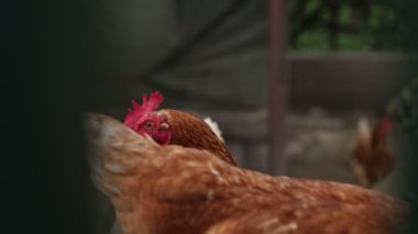 Kümesteki kahverengi tavuklar Gallus gallus domesticus, gagalamaktan atlayıp kaçmaya kadar. Canlı 4K 'da yakalandılar, doğal hareketlerini ve ilginç davranışlarını ayrıntılı olarak izlediler.