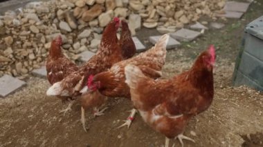 Kümesteki kahverengi tavuklar Gallus gallus domesticus, gagalamaktan atlayıp kaçmaya kadar. Canlı 4K 'da yakalandılar, doğal hareketlerini ve ilginç davranışlarını ayrıntılı olarak izlediler.