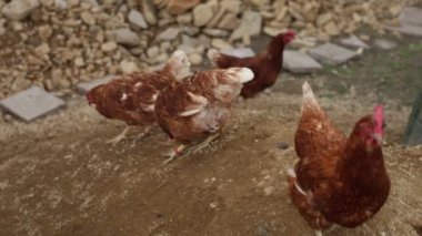 Kümesteki kahverengi tavuklar Gallus gallus domesticus, gagalamaktan atlayıp kaçmaya kadar. Canlı 4K 'da yakalandılar, doğal hareketlerini ve ilginç davranışlarını ayrıntılı olarak izlediler.