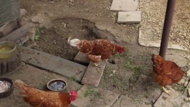 Kümesteki kahverengi tavuklar Gallus gallus domesticus, gagalamaktan atlayıp kaçmaya kadar. Canlı 4K 'da yakalandılar, doğal hareketlerini ve ilginç davranışlarını ayrıntılı olarak izlediler.