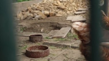 Kümesteki kahverengi tavuklar Gallus gallus domesticus, gagalamaktan atlayıp kaçmaya kadar. Canlı 4K 'da yakalandılar, doğal hareketlerini ve ilginç davranışlarını ayrıntılı olarak izlediler.