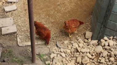 Kümesteki kahverengi tavuklar Gallus gallus domesticus, gagalamaktan atlayıp kaçmaya kadar. Canlı 4K 'da yakalandılar, doğal hareketlerini ve ilginç davranışlarını ayrıntılı olarak izlediler.