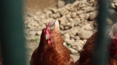 Kümesteki kahverengi tavuklar Gallus gallus domesticus, gagalamaktan atlayıp kaçmaya kadar. Canlı 4K 'da yakalandılar, doğal hareketlerini ve ilginç davranışlarını ayrıntılı olarak izlediler.