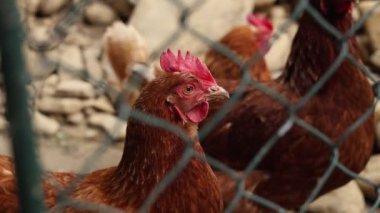 Kümesteki kahverengi tavuklar Gallus gallus domesticus, gagalamaktan atlayıp kaçmaya kadar. Canlı 4K 'da yakalandılar, doğal hareketlerini ve ilginç davranışlarını ayrıntılı olarak izlediler.