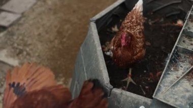 Kümesteki kahverengi tavuklar Gallus gallus domesticus, gagalamaktan atlayıp kaçmaya kadar. Canlı 4K 'da yakalandılar, doğal hareketlerini ve ilginç davranışlarını ayrıntılı olarak izlediler.