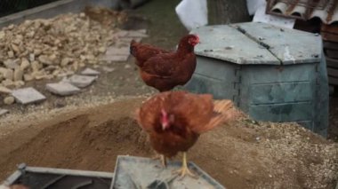 Kümesteki kahverengi tavuklar Gallus gallus domesticus, gagalamaktan atlayıp kaçmaya kadar. Canlı 4K 'da yakalandılar, doğal hareketlerini ve ilginç davranışlarını ayrıntılı olarak izlediler.