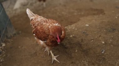 Kümesteki kahverengi tavuklar Gallus gallus domesticus, gagalamaktan atlayıp kaçmaya kadar. Canlı 4K 'da yakalandılar, doğal hareketlerini ve ilginç davranışlarını ayrıntılı olarak izlediler.