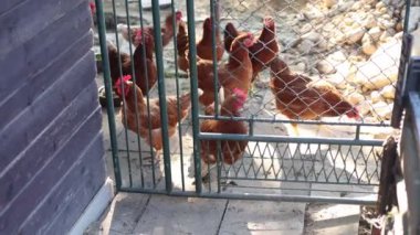Kümesteki kahverengi tavuklar Gallus gallus domesticus, gagalamaktan atlayıp kaçmaya kadar. Canlı 4K 'da yakalandılar, doğal hareketlerini ve ilginç davranışlarını ayrıntılı olarak izlediler.