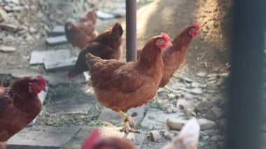 Kümesteki kahverengi tavuklar Gallus gallus domesticus, gagalamaktan atlayıp kaçmaya kadar. Canlı 4K 'da yakalandılar, doğal hareketlerini ve ilginç davranışlarını ayrıntılı olarak izlediler.