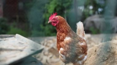 Kümesteki kahverengi tavuklar Gallus gallus domesticus, gagalamaktan atlayıp kaçmaya kadar. Canlı 4K 'da yakalandılar, doğal hareketlerini ve ilginç davranışlarını ayrıntılı olarak izlediler.