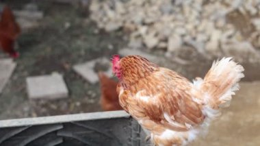 Kümesteki kahverengi tavuklar Gallus gallus domesticus, gagalamaktan atlayıp kaçmaya kadar. Canlı 4K 'da yakalandılar, doğal hareketlerini ve ilginç davranışlarını ayrıntılı olarak izlediler.
