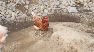 Kümesteki kahverengi tavuklar Gallus gallus domesticus, gagalamaktan atlayıp kaçmaya kadar. Canlı 4K 'da yakalandılar, doğal hareketlerini ve ilginç davranışlarını ayrıntılı olarak izlediler.