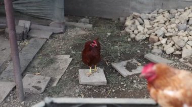 Kümesteki kahverengi tavuklar Gallus gallus domesticus, gagalamaktan atlayıp kaçmaya kadar. Canlı 4K 'da yakalandılar, doğal hareketlerini ve ilginç davranışlarını ayrıntılı olarak izlediler.