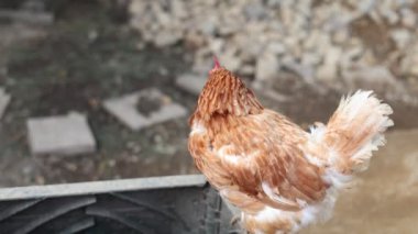 Kümesteki kahverengi tavuklar Gallus gallus domesticus, gagalamaktan atlayıp kaçmaya kadar. Canlı 4K 'da yakalandılar, doğal hareketlerini ve ilginç davranışlarını ayrıntılı olarak izlediler.