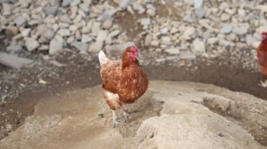 Kümesteki kahverengi tavuklar Gallus gallus domesticus, gagalamaktan atlayıp kaçmaya kadar. Canlı 4K 'da yakalandılar, doğal hareketlerini ve ilginç davranışlarını ayrıntılı olarak izlediler.