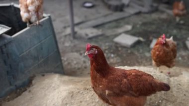 Kümesteki kahverengi tavuklar Gallus gallus domesticus, gagalamaktan atlayıp kaçmaya kadar. Canlı 4K 'da yakalandılar, doğal hareketlerini ve ilginç davranışlarını ayrıntılı olarak izlediler.