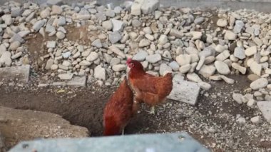 Kümesteki kahverengi tavuklar Gallus gallus domesticus, gagalamaktan atlayıp kaçmaya kadar. Canlı 4K 'da yakalandılar, doğal hareketlerini ve ilginç davranışlarını ayrıntılı olarak izlediler.