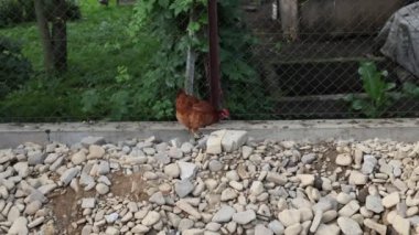 Kümesteki kahverengi tavuklar Gallus gallus domesticus, gagalamaktan atlayıp kaçmaya kadar. Canlı 4K 'da yakalandılar, doğal hareketlerini ve ilginç davranışlarını ayrıntılı olarak izlediler.