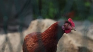 Kümesteki kahverengi tavuklar Gallus gallus domesticus, gagalamaktan atlayıp kaçmaya kadar. Canlı 4K 'da yakalandılar, doğal hareketlerini ve ilginç davranışlarını ayrıntılı olarak izlediler.
